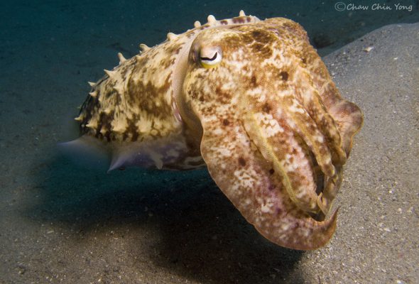 2860862_orig-590x400 bali-idc