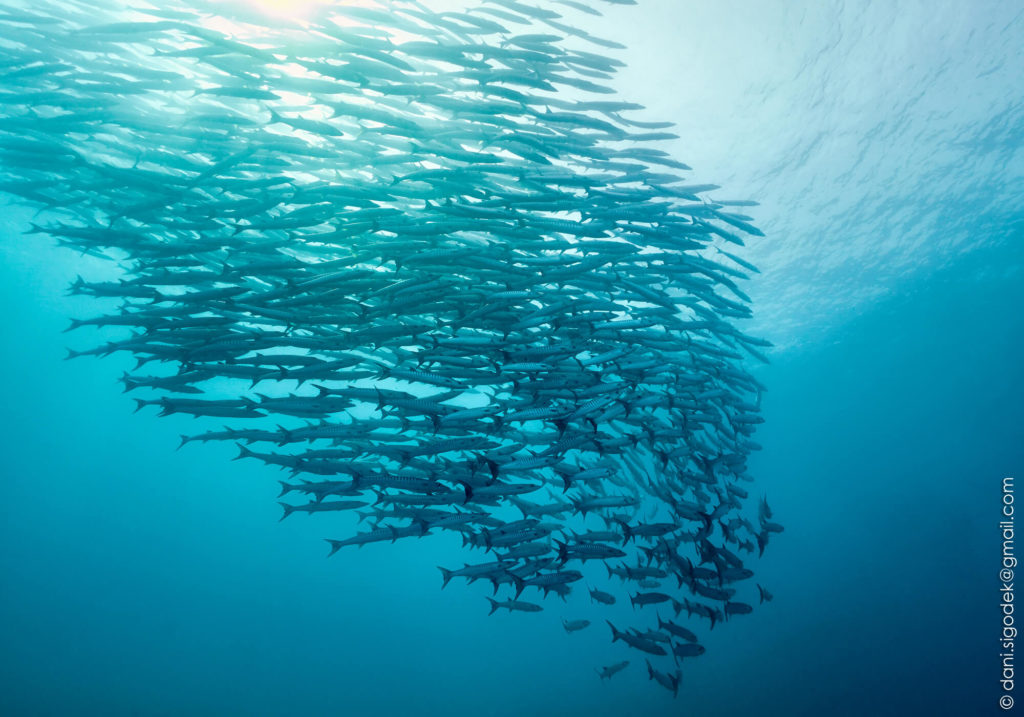 DSC0991-Jam-sm-1024x717 Dive-indonesia