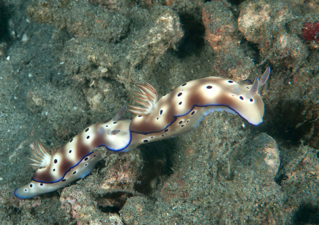 DSC_4533-sm-1024x724 gili-dive