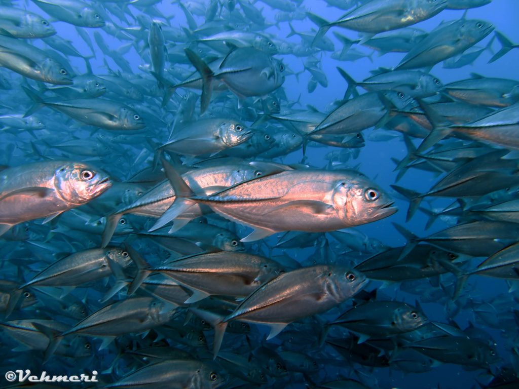 IMG_0060-sm-1024x768 diving-una-una