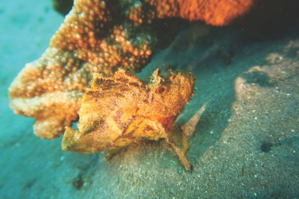 IMG_2105-sm-1024x683 idc-nusa-penida