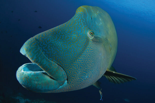 napoleon_togean-sm napoleon-togean