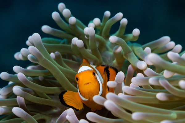 Scuba Diver Scuba Diver