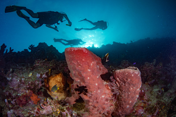 OLYMPUS DIGITAL CAMERA open-water-diver